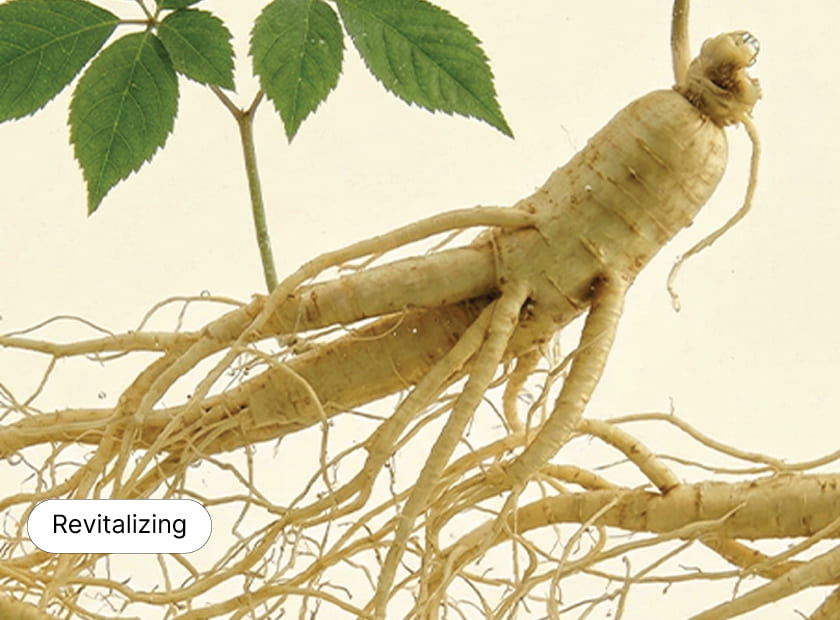Ginseng Root